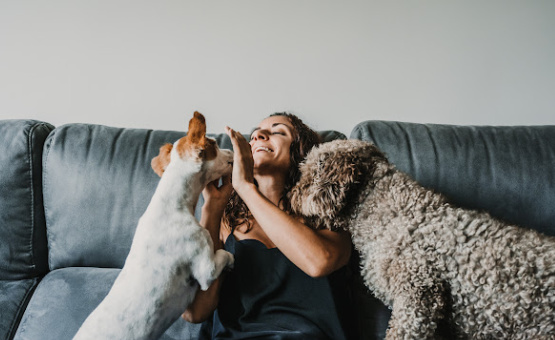 woman playing with two dogs on the couch