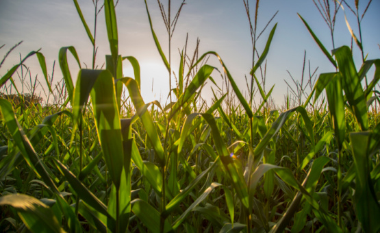 cornfield