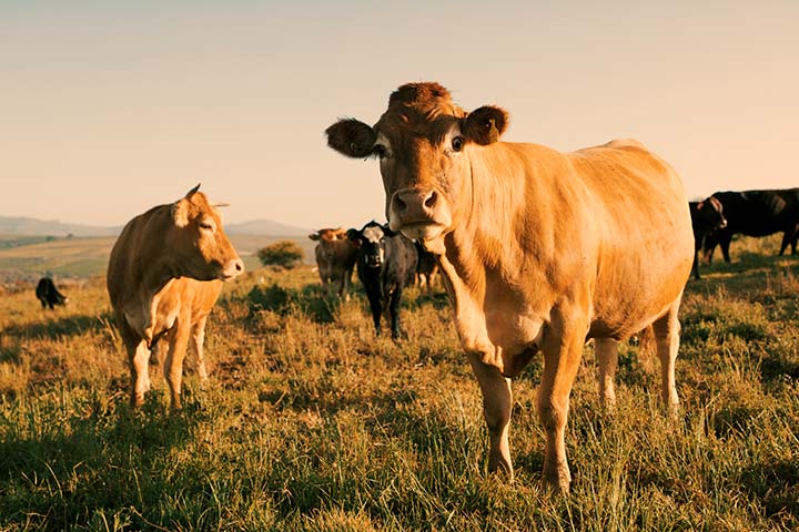 Cows in a field