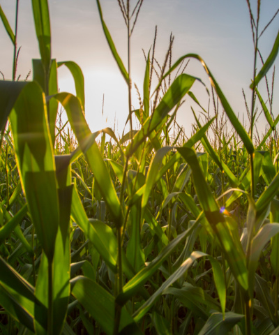 corn field