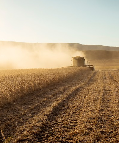 combine in a bean field