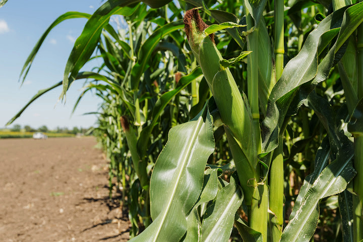 corn field