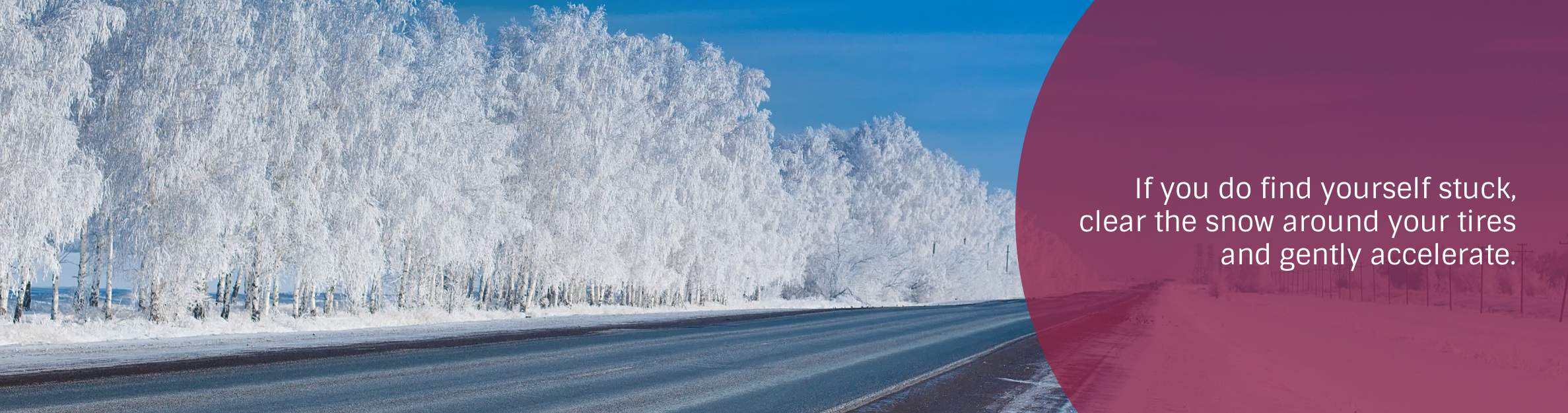 flocked trees on highway