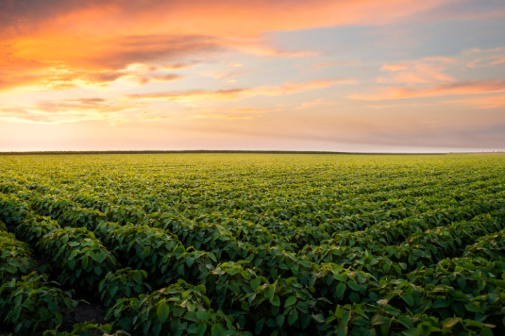 soybean field